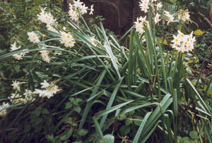 Fiori del parco