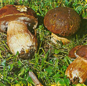 Funghi del parco