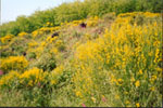 Ginestre in fiore nel Parco Nazionale del Vesuvio